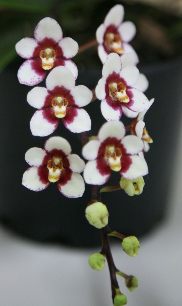 Sarcochilus Bessie - AM/AOC