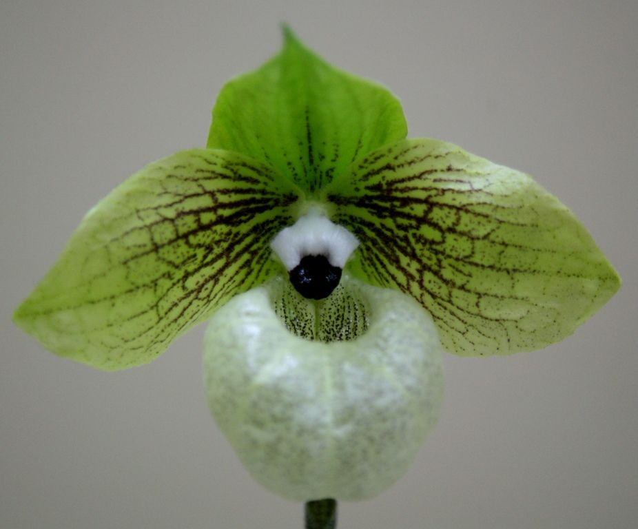 Paphiopedilum malipoense - AM/AOC