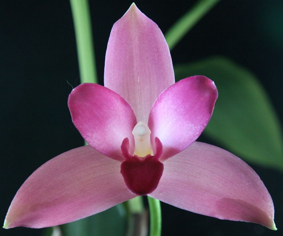 Angraecostylis Nicolas