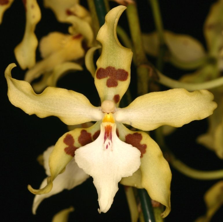 Oncidium aurarium