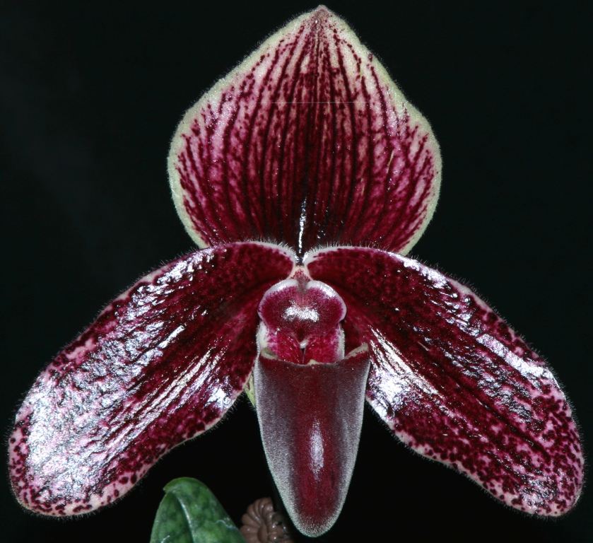 Paphiopedilum Olenus