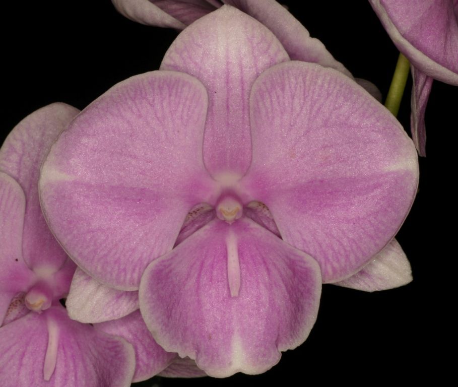 Phal Dendi's Yeti