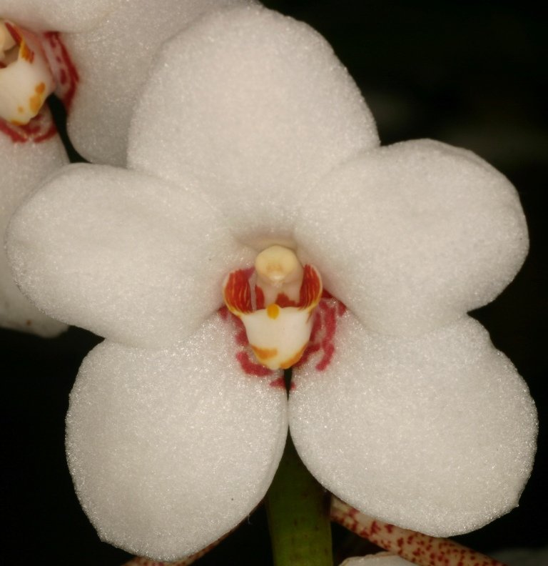 Sarcochilus hartmannii - AM/AOC