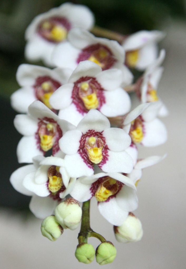 Sarco Burgundy on Ice