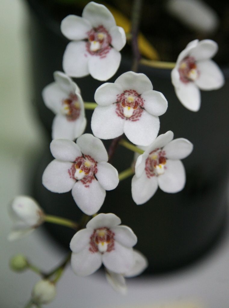 Sarcochilus Melba - HCC/AOC