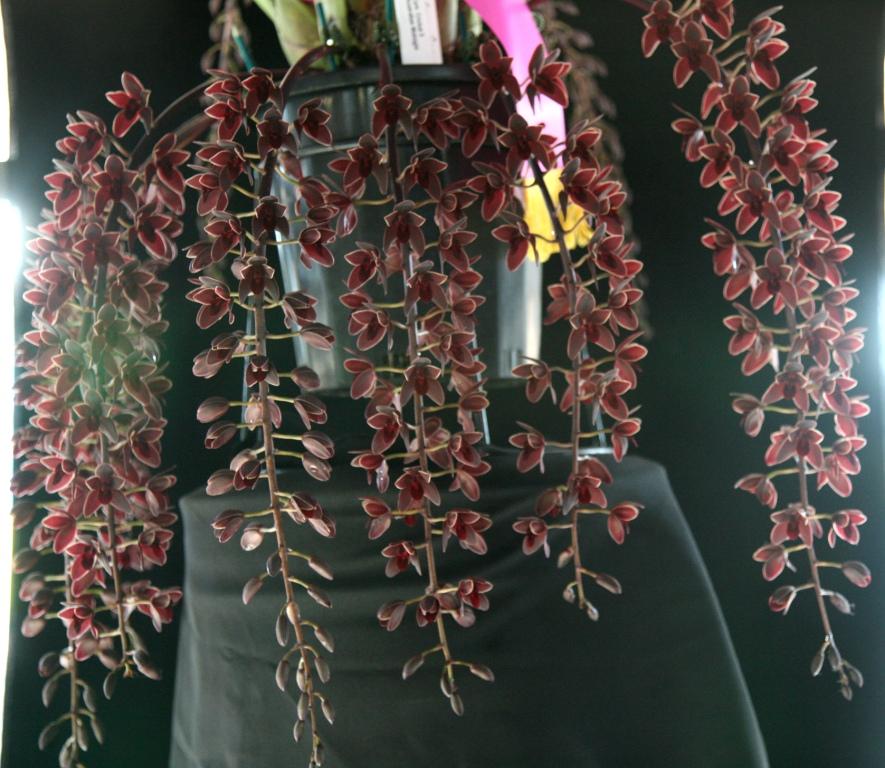 Cymbidium Black Stump - AM/AOC