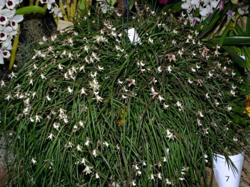 Dendrobium striolatum