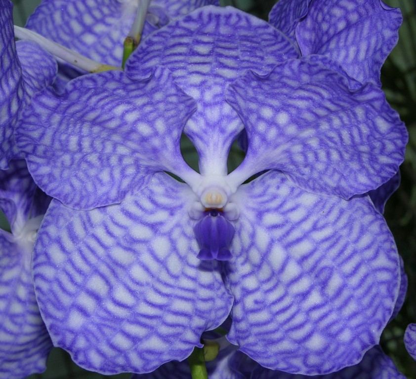 Vanda coerulea - AM/AOC