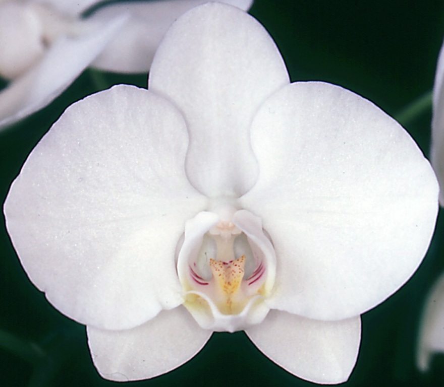Phalaenopsis aphrodite - HCC/AOC
