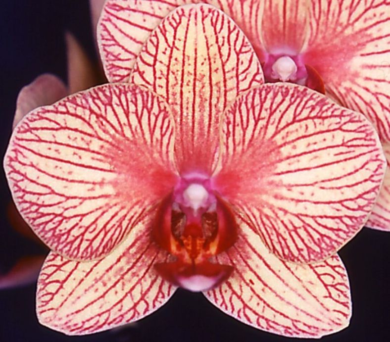 Phal Baldan's Kaleidoscope