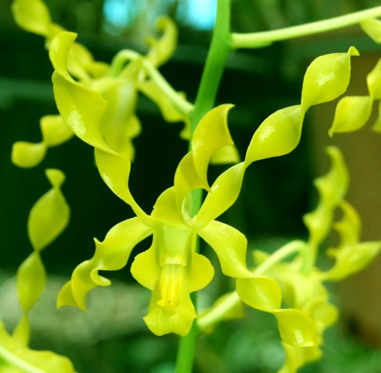 Dendrobium Johulatum