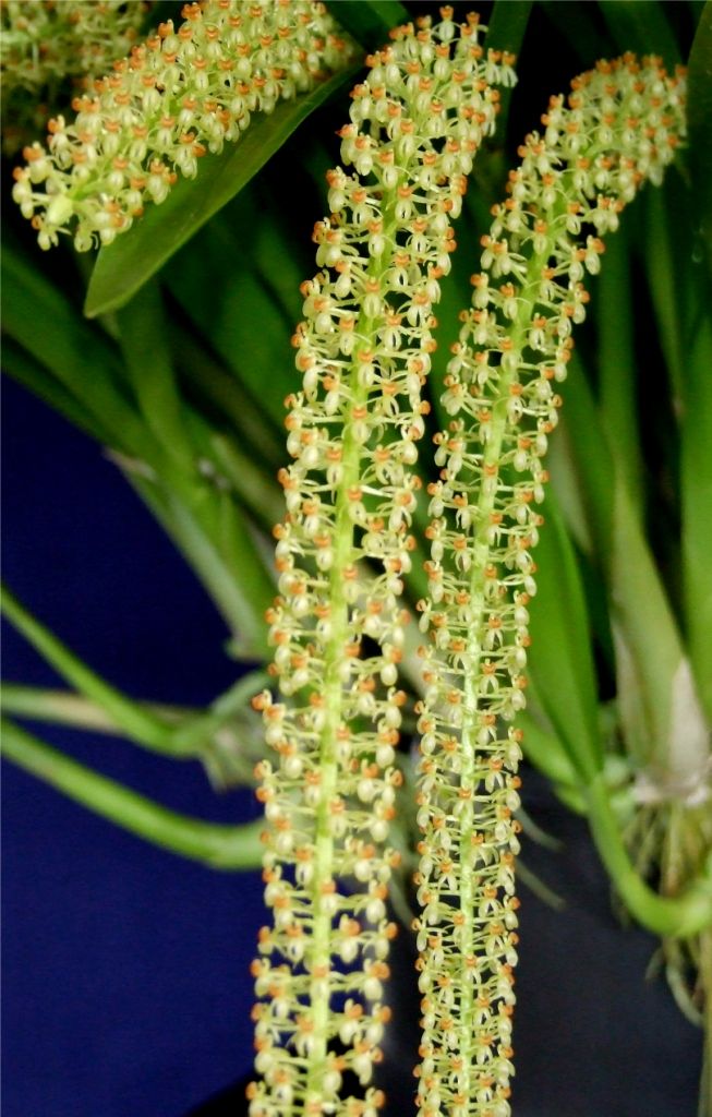 Liparis condylobulbon