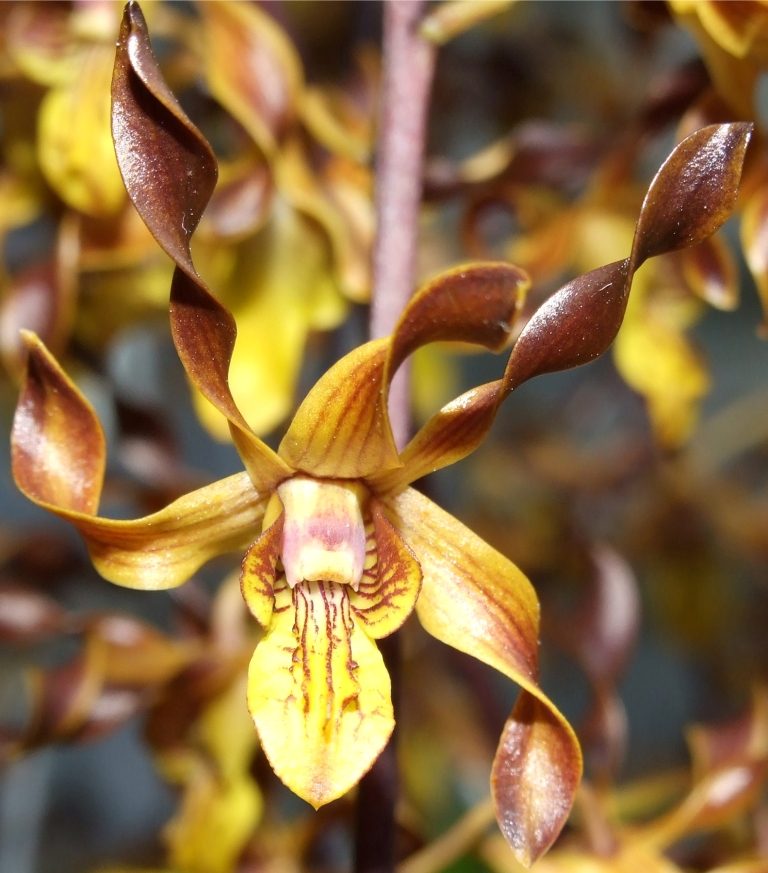 Dendrobium Touch of Gold - ACC/AOC