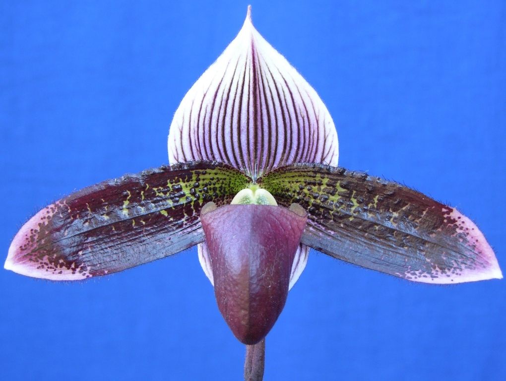 Paphiopedilum Macabre - AM/AOC