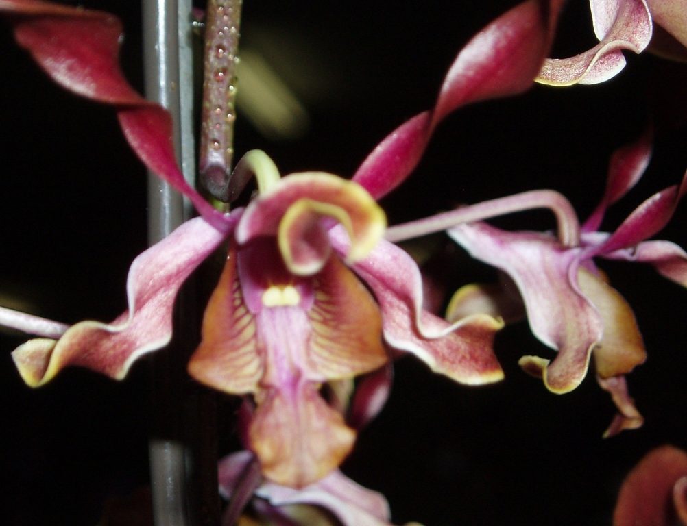 Dendrobium Cherub - AM/AOC