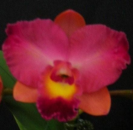 Cattlianthe Dal's Buddy - HCC/AOC