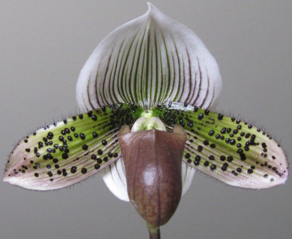 Paphiopedilum Macabre Chant - AM/AOC