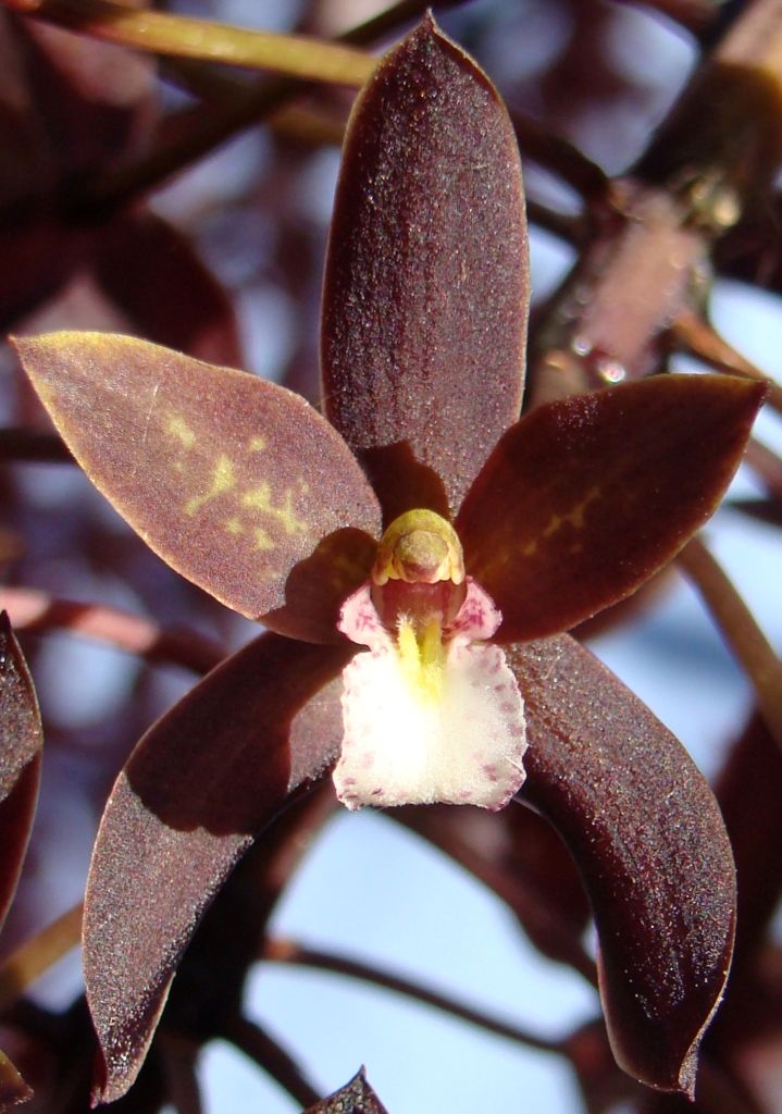 Cymbidium canaliculatum - AM/AOC