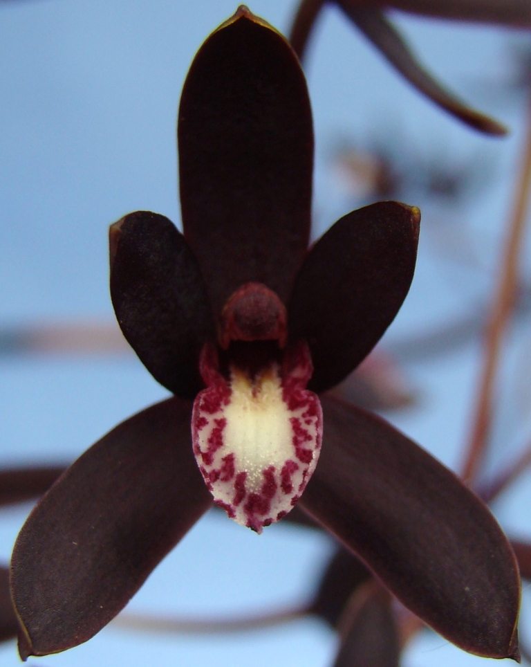 Cymbidium canaliculatum