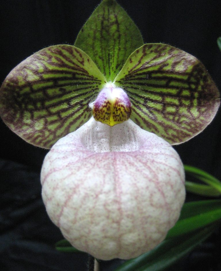 Paph Fanaticum