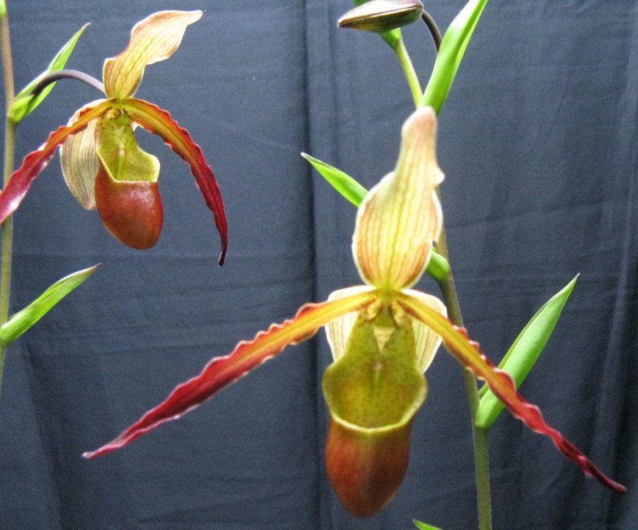 Phragmipedium Sorcerer's Apprentice - AM/AOC