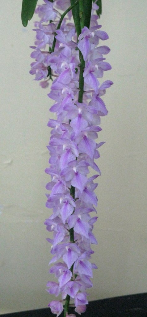 Aerides rosea - HCC/AOC