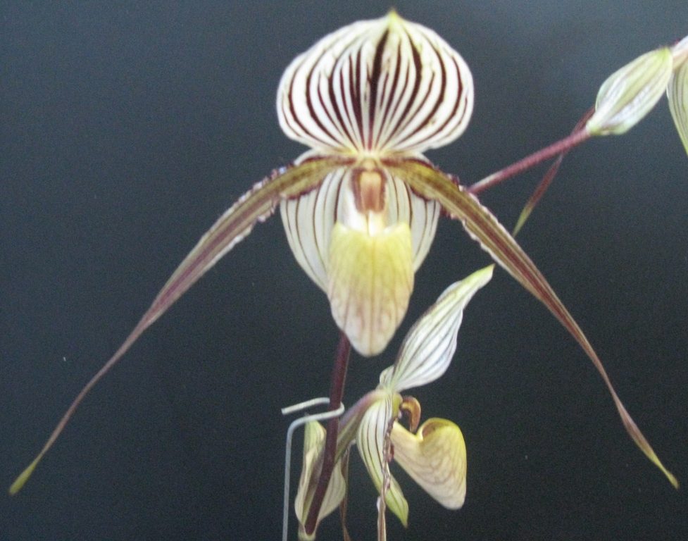 Paphiopedilum Saint Swithin - HCC/AOC