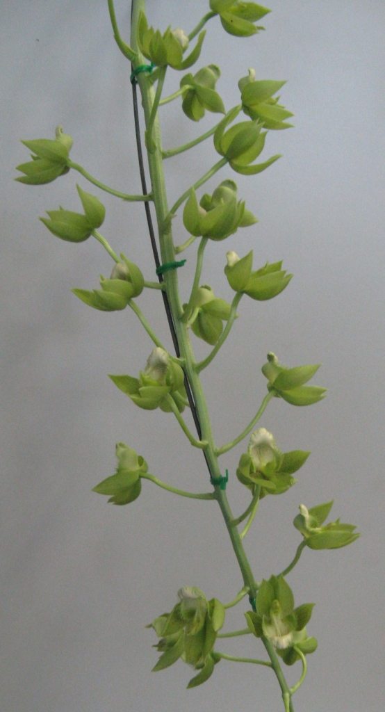Catasetum atratum