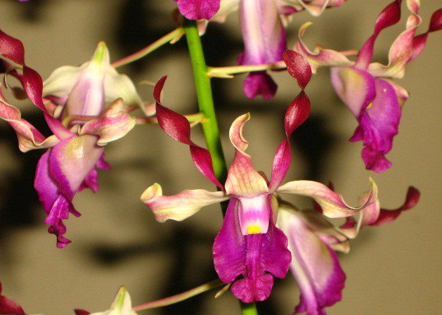 Dendrobium Eve's Charm - HCC/AOC