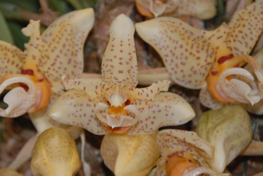 Stanhopea wardii