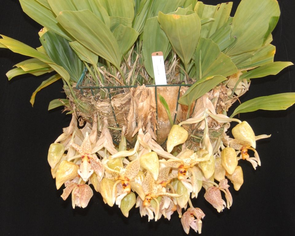 Stanhopea wardii