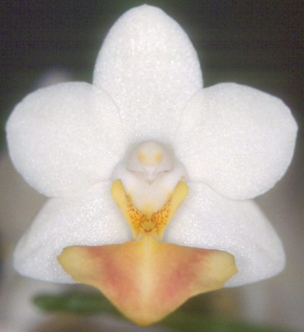 Phal Memoria Liu Jin-Chyuan