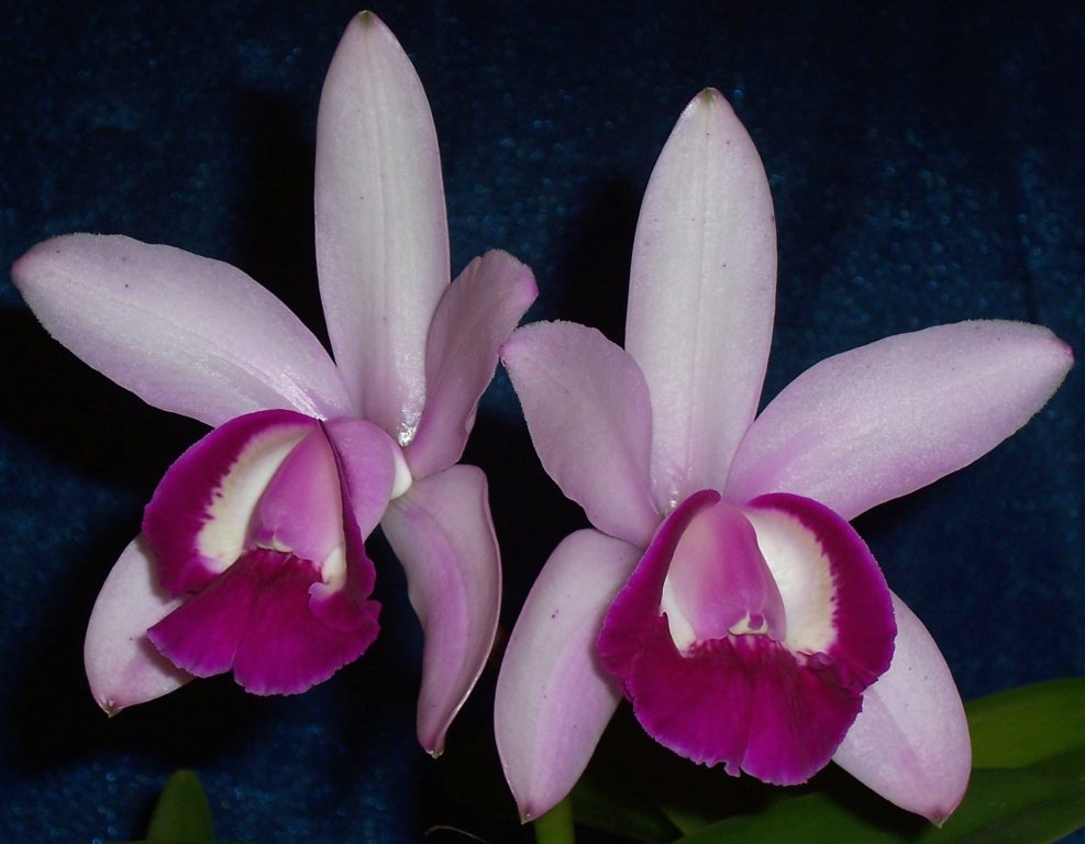 Cattleya intermedia - HCC/AOC