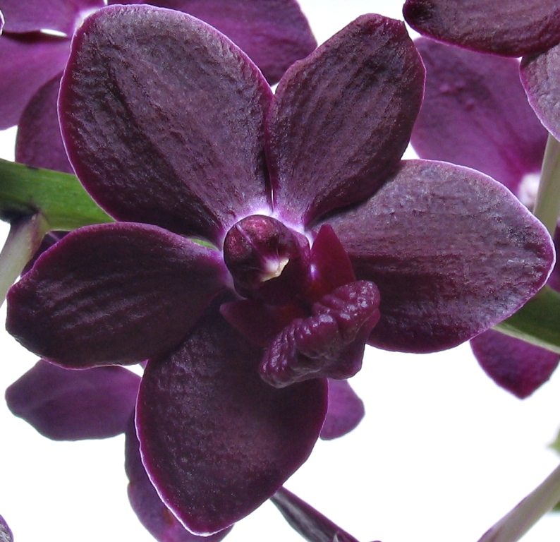 Vanda Colmarie - AM/AOC