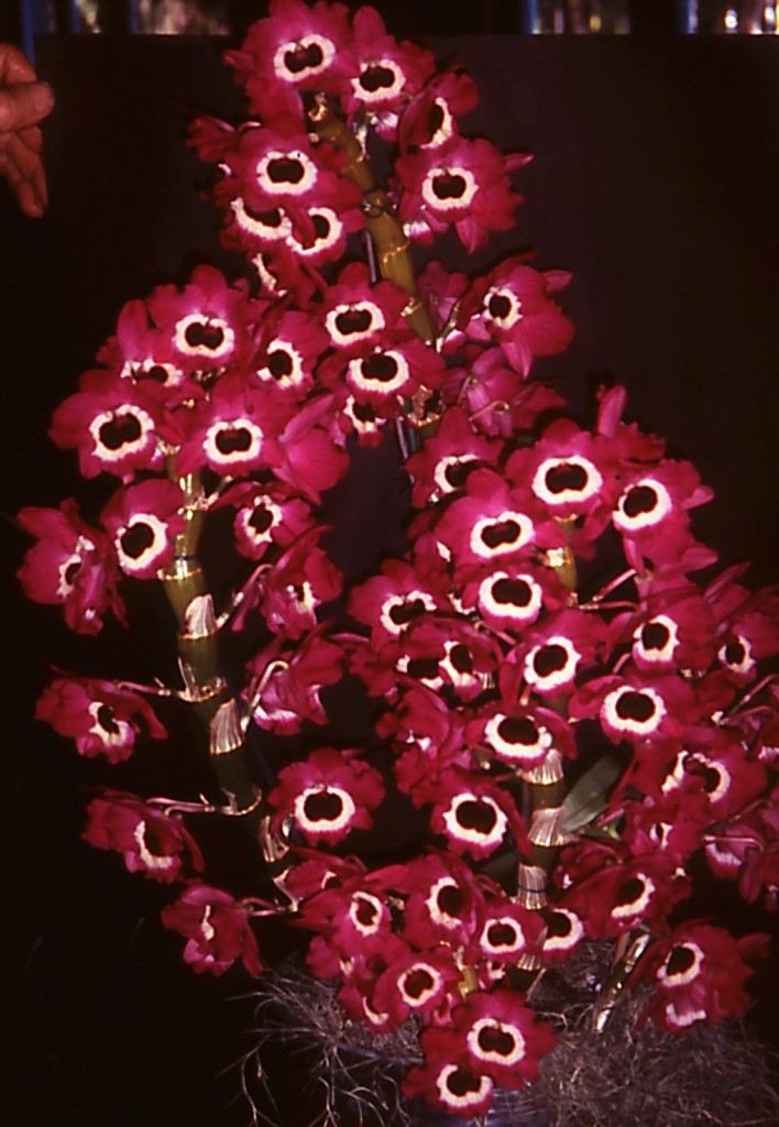 Dendrobium Star Sapphire - HCC/AOC