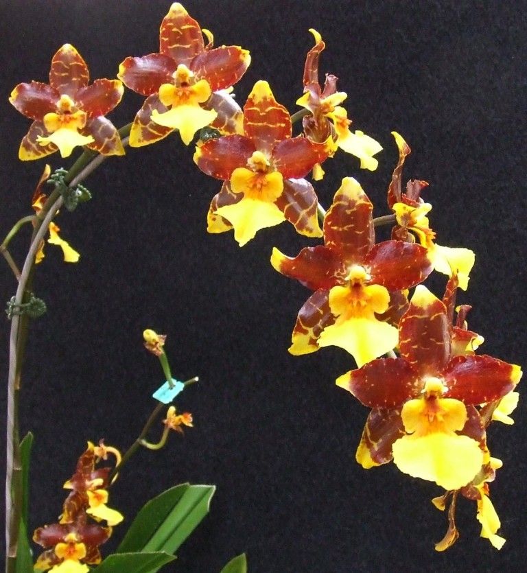 Oncidium Tiger Star - HCC/AOC
