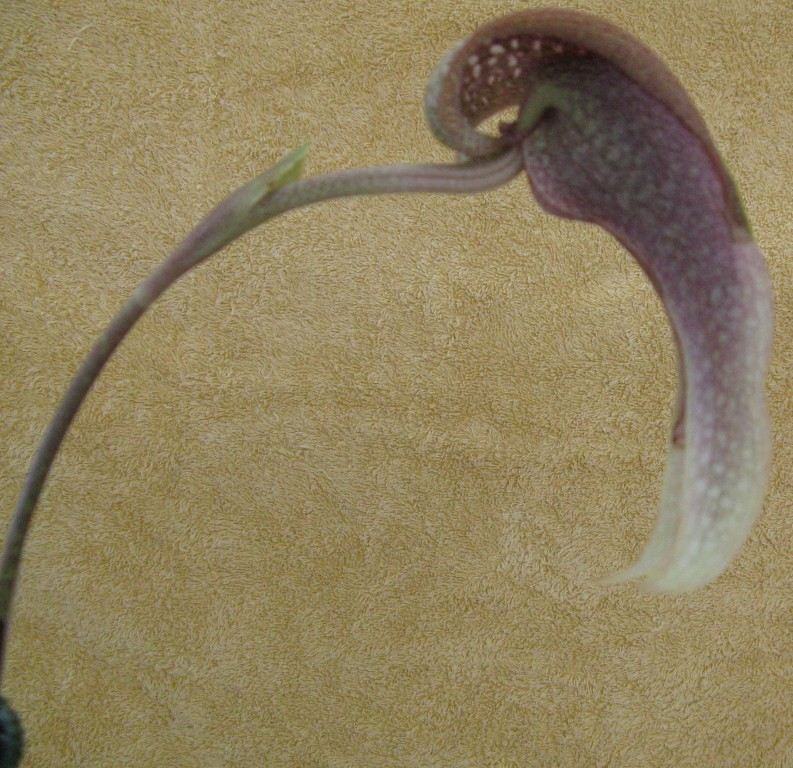 Bulbophyllum grandiflorum - HCC/AOC