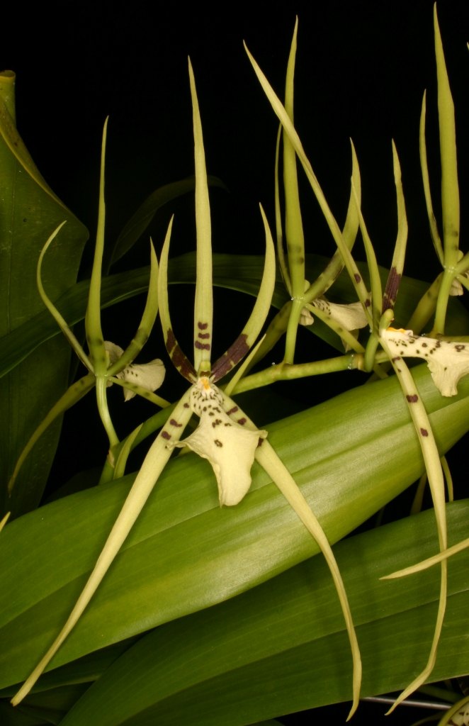 Brassia Rex - AM/AOC