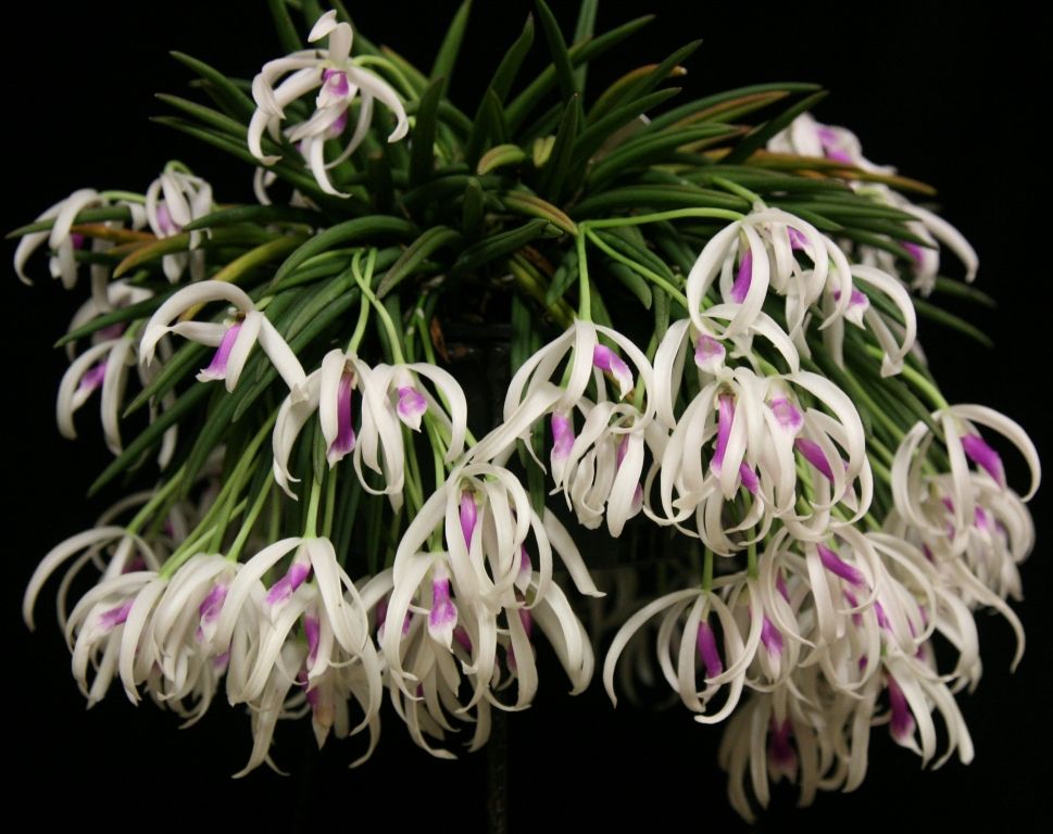Leptotes bicolor - ACC/AOC