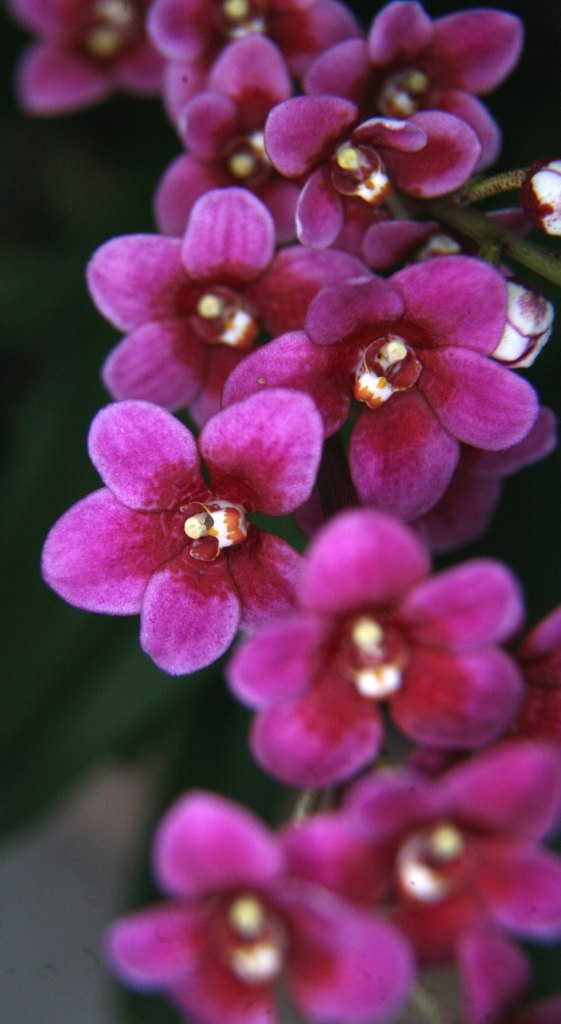 Sarcochilus Heidi - HCC/AOC