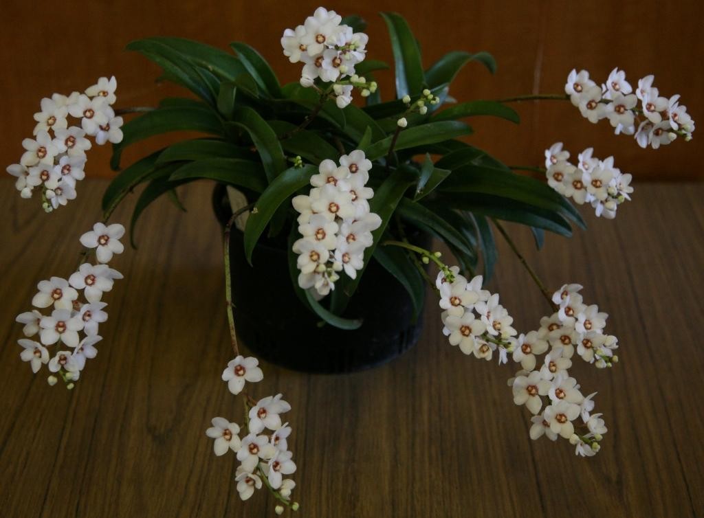 Sarcochilus hartmannii - AM/AOC