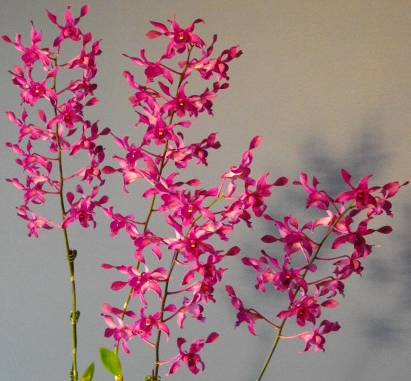 Dendrobium Mount Kelly Princess