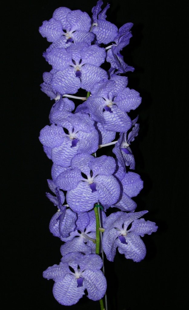 Vanda coerulea