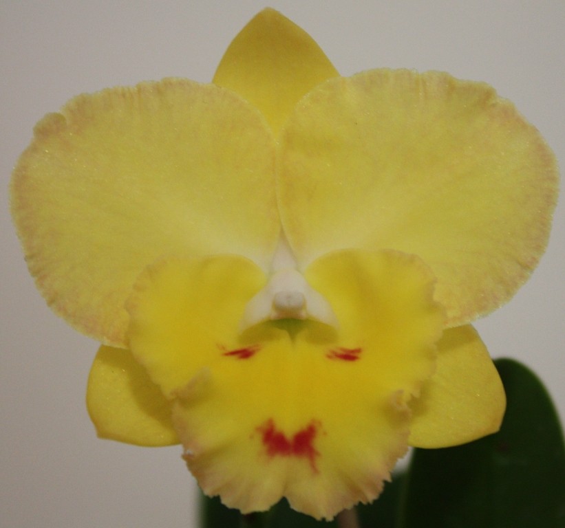 Rhyncattleanthe Southern Aurora - AM/AOC