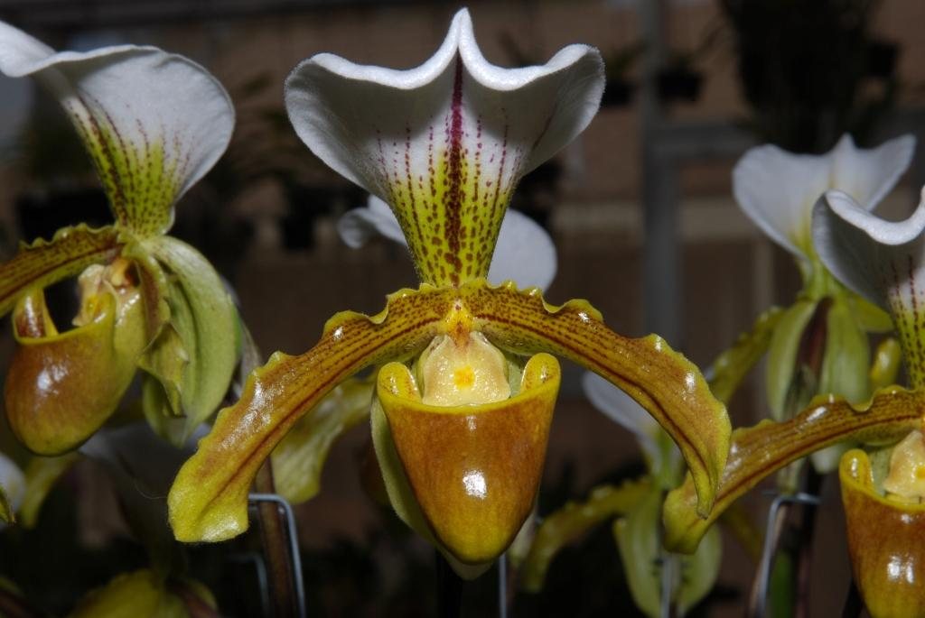 Paph Leeanum