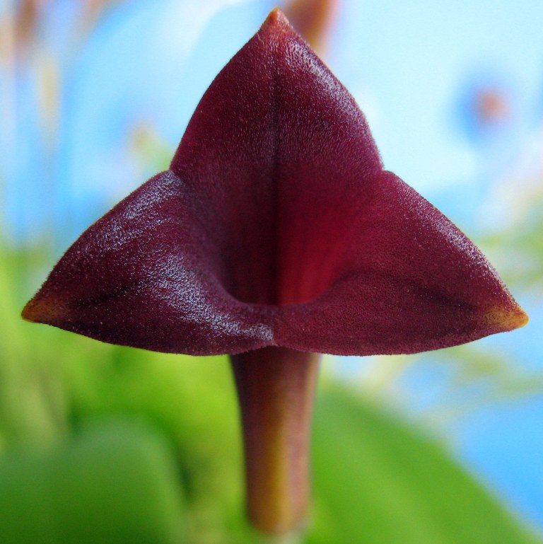 Masdevallia angulifera