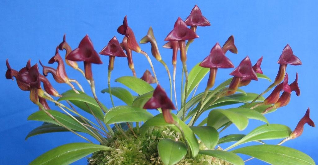 Masdevallia angulifera