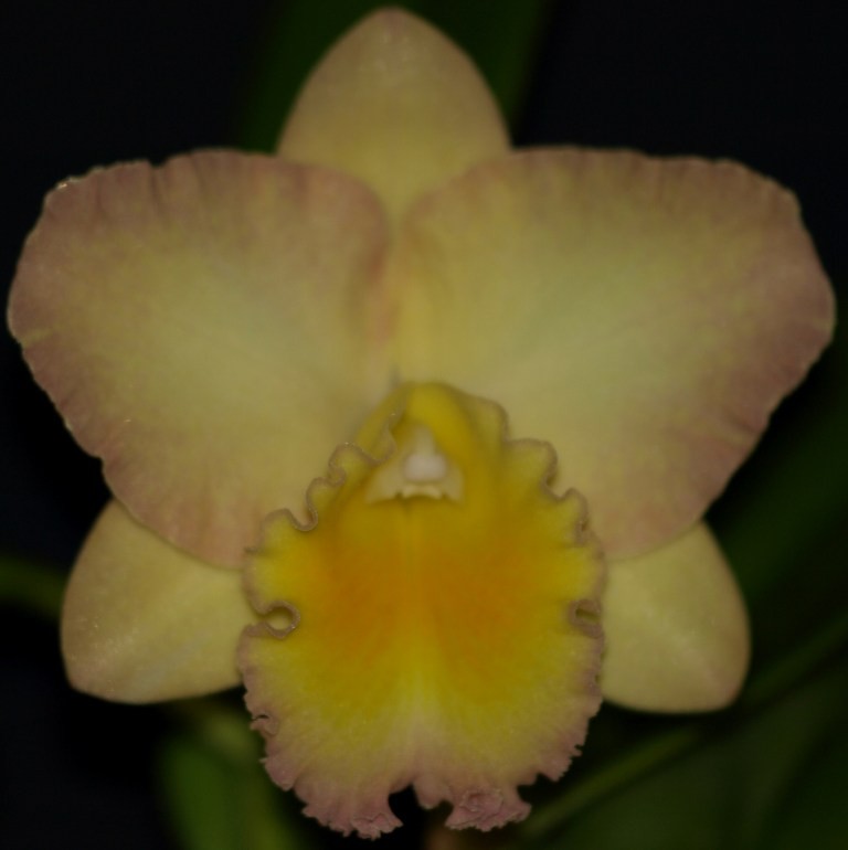 Rlc Lisa Taylor Gallis