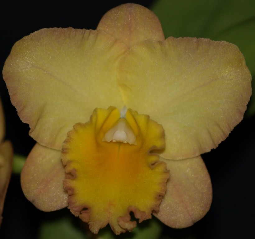 Rlc Lisa Taylor Gallis