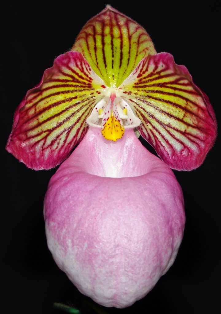 Paphiopedilum micranthum